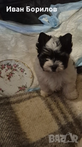 Biewer terrier Sofia , снимка 3 - Йоркширски териер - 53742812