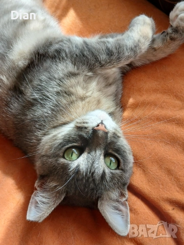 Подарявам котка, Синьо Таби, женска, кастрирана , снимка 3 - Други - 52177916