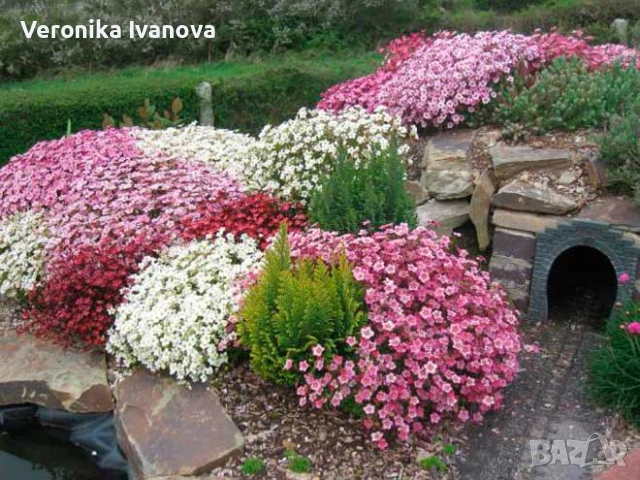 Саксифрага, снимка 3 - Градински цветя и растения - 53078223