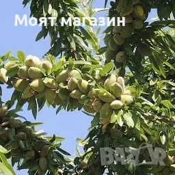 Бадем, снимка 9 - Градински цветя и растения - 53619024