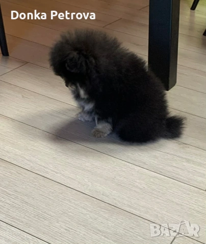 мини померан , снимка 6 - Померан - 54016803