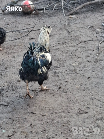 Домашни петли, снимка 4 - Кокошки и пуйки - 52912711