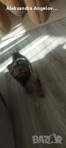 Йоркширски териер , снимка 6 - Йоркширски териер - 52453499