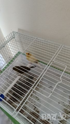 Продавам две канарчета (мъжки и женски), снимка 1 - Канари - 45981532