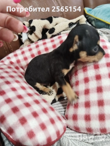 Пинчер момиче, снимка 2 - Пинчер - 54178718