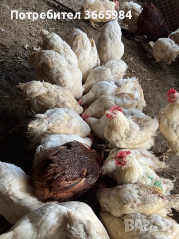 Кокошки бял легхорн