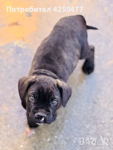 Cane Corso, снимка 1 - Кане корсо - 47892403