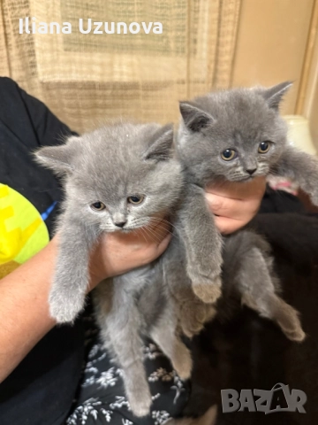 Уникални британски котенца , снимка 4 - Британска късокосместа - 52529757