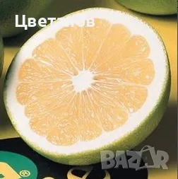 Грейпфрут сорт Марш Сийдлес, снимка 4 - Стайни растения - 49667981