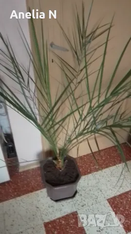 Палма-финикова, снимка 13 - Стайни растения - 30844825
