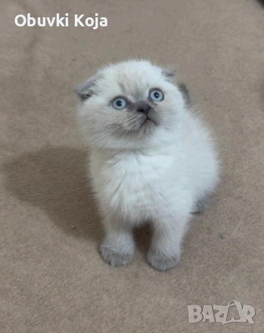 Не са красиви ами просто са уникалени , снимка 6 - Британска късокосместа - 53170781