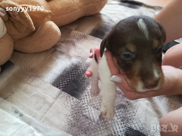 ДЖАК РЪСЕЛ-СЛАДКО КУТРЕ 0909251733, снимка 3 - Джак ръсел териер - 51656880