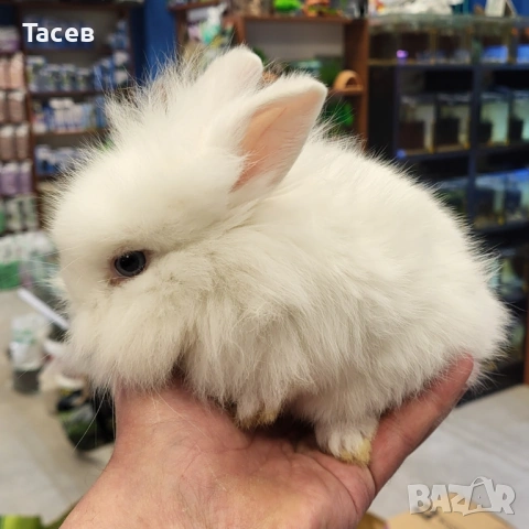 Декоративни зайчета