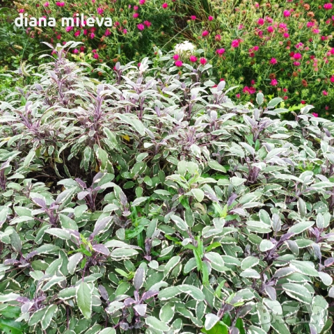 Шарена Салвия, Salvia officinalis, многогодишна