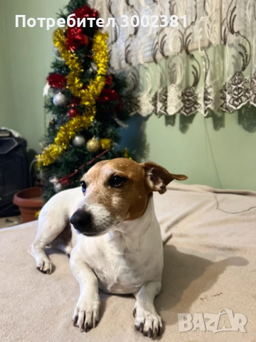 Джак Ръсел териер, снимка 14 - Джак ръсел териер - 52887126