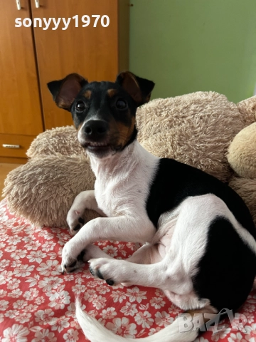 ДЖАК РЪСЕЛ 3112250721