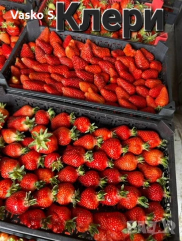 Ягоди , снимка 3 - Градински цветя и растения - 53650315