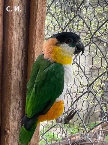 Зряла женска кайка