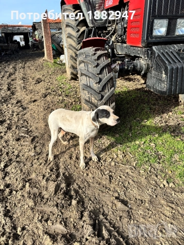 Английски пойнтер, снимка 6 - Пойнтер - 47344833