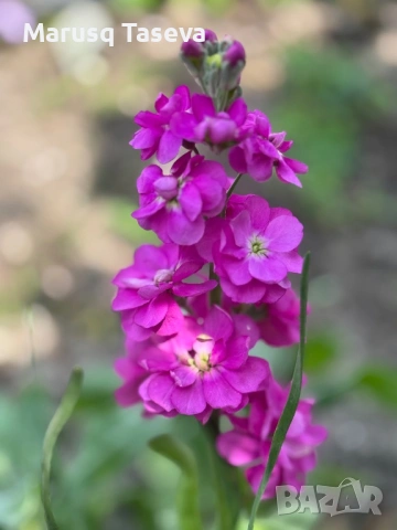 Шибой кичест , снимка 3 - Градински цветя и растения - 53818099