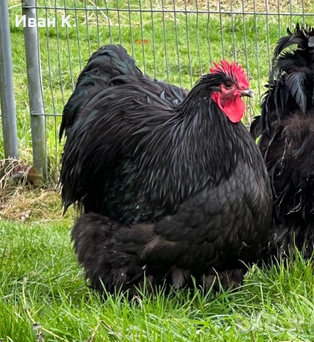 Продавам черен Орпингтон. , снимка 3 - Кокошки и пуйки - 53829349