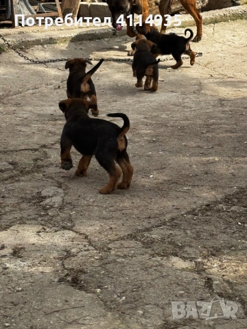 Кучета малиноа и родопско гонче, снимка 3 - Други - 54284679