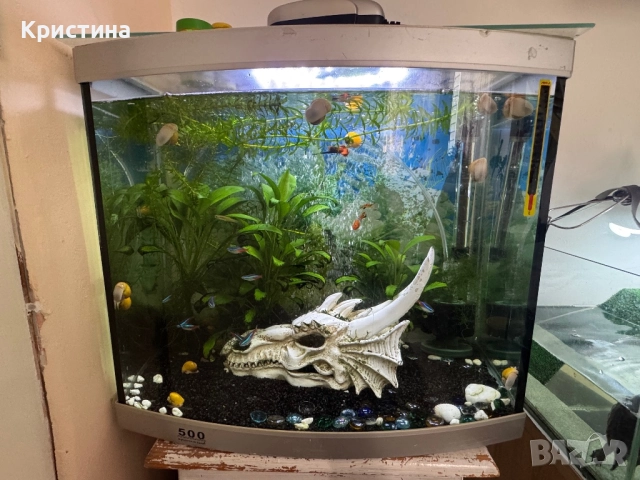 Аквариум с риби и живи растения