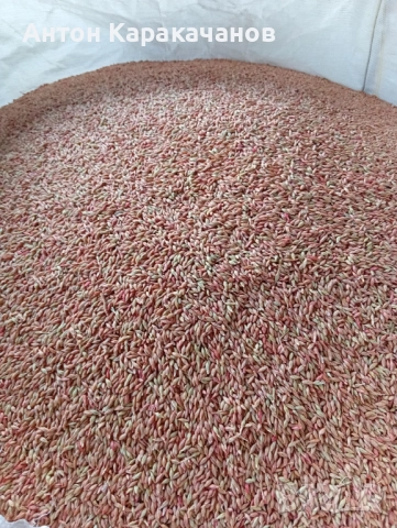 Продавам семе ечемик., снимка 5 - Сортови семена и луковици - 52515929