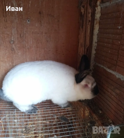 Калифорнийски зайци, снимка 3 - Други - 53247734