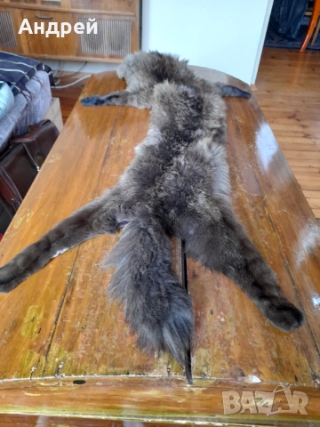 Стара кожа,яка от лисица, снимка 4 - Други ценни предмети - 53024326