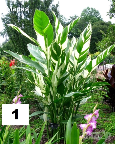 Канна Щутгард,Претория,Дурбан, снимка 4 - Градински цветя и растения - 52065550