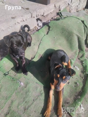 Продавам 2 Кучета , снимка 2 - Пинчер - 53068416