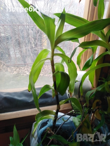 Лечебно цвете КАЛИЗИЯ , снимка 2 - Стайни растения - 29177482