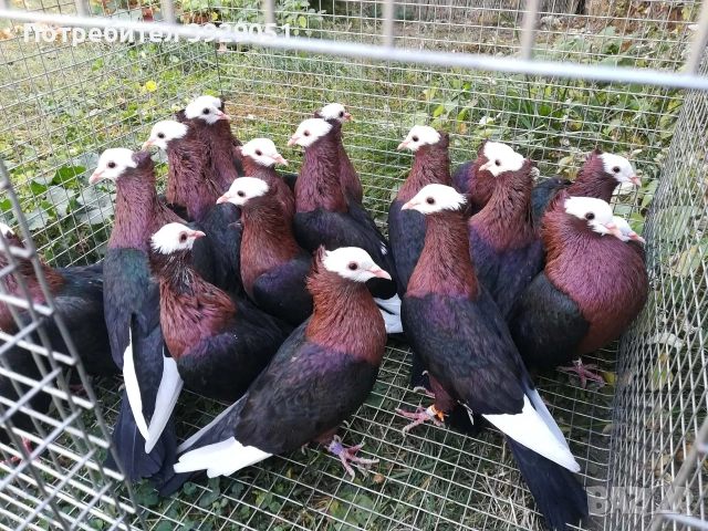 Продавам джимпели