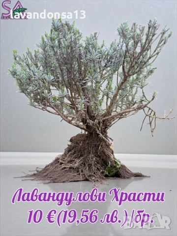  Мурсалски Чай – Разсад на Гол Корен | Планинска Билка, снимка 10 - Градински цветя и растения - 47333197