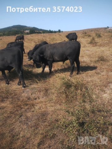 Месодайни телета, снимка 5 - Крави - 54245143