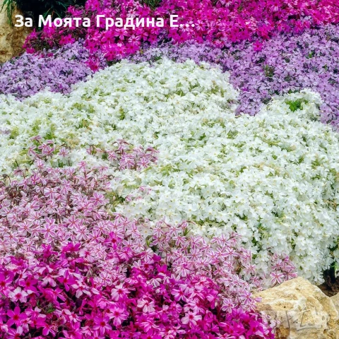 Флокс - 6 цвята /Почвопокривен и каскаден, снимка 11 - Градински цветя и растения - 54020877