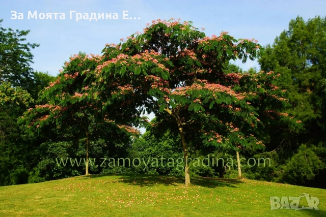 Албиция, снимка 3 - Градински цветя и растения - 53743871