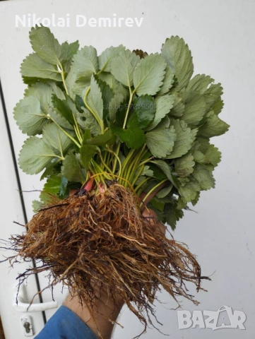 Разсад ягоди сорт Дели