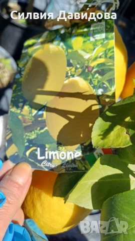 Мандарина, Лимон , снимка 2 - Градински цветя и растения - 51814230