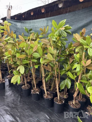 Магнолия Грандифлора(Grandiflora) - вечнозелена, снимка 5 - Градински цветя и растения - 54015708