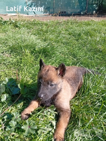 Чистокръвни малки белгийски овчарки Малинуа малионис, снимка 2 - Белгийска овчарка - 52294460
