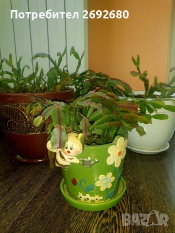  Коледничета розови+керамични саксии с подложки/цени в описанието , снимка 12 - Саксии и кашпи - 45505179