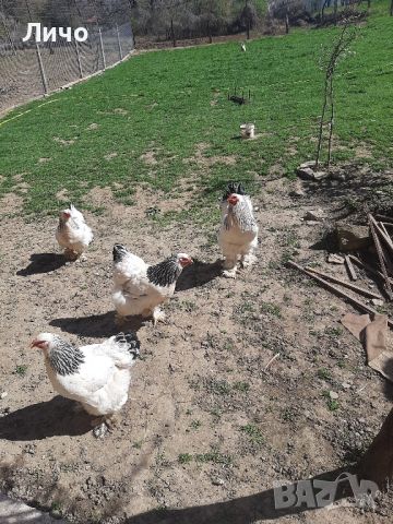 свободни яйца , снимка 5 - Кокошки и пуйки - 45156501