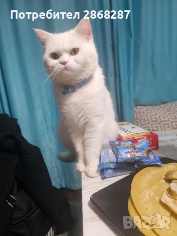 британец за разплод, снимка 5 - Британска късокосместа - 50420839