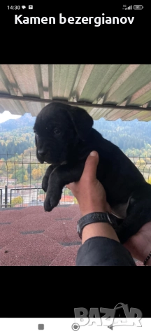 Кане Корсо , снимка 2 - Кане корсо - 52342406