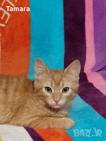 Подарявам женско игриво котенце 6 мес, снимка 3 - Други - 54079416