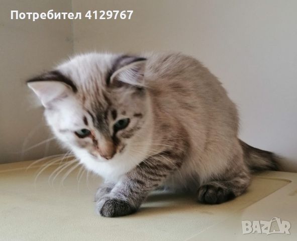 Продавам целогодишно   котета рагдол,  британски, шотландски клепоухи /scottish fold / и правоухи /, снимка 1 - Британска късокосместа - 46196845