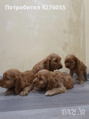 чистокръвни Кокер Шпаньоли, снимка 4 - Кокер шпаньол - 53301156