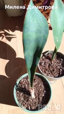 Sansevieria Masoniana - Whale fin ( Сансевиера Китова перка ), снимка 7 - Стайни растения - 51888121